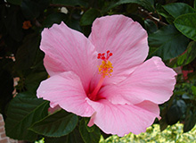 Hibiscus Rose